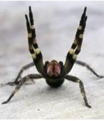 Aranha brasileira que causa ereção provoca fechamento de mercado na Áustria