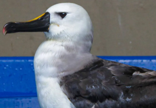 Albatroz é resgatado em Praia de Bertioga