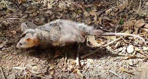Saruê é resgatado pela Defesa Civil em Indaiatuba