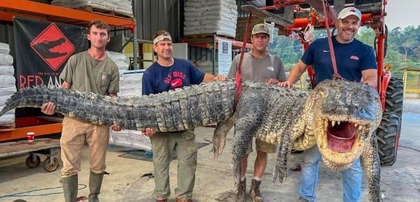 Jacaré ‘gigante’ de 4,2 metros e 360 kg é capturado nos Estados Unidos