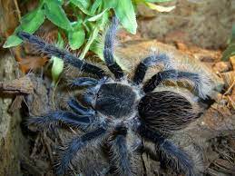 tarantula