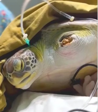 Tartaruga resgatada no Litoral ganha fixadores em nadadeira