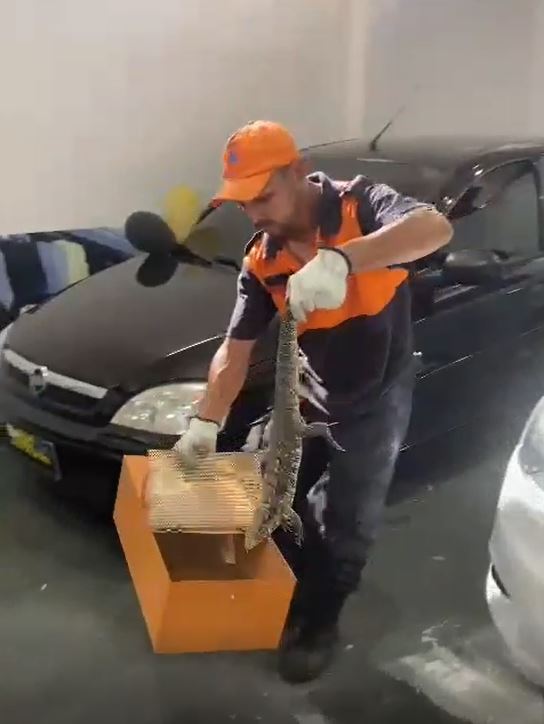 A bicharada tá solta! Animais silvestres são resgatados na região