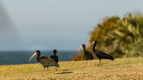 Médica explica o que é a gripe aviária e quais medidas preventivas devem ser tomadas