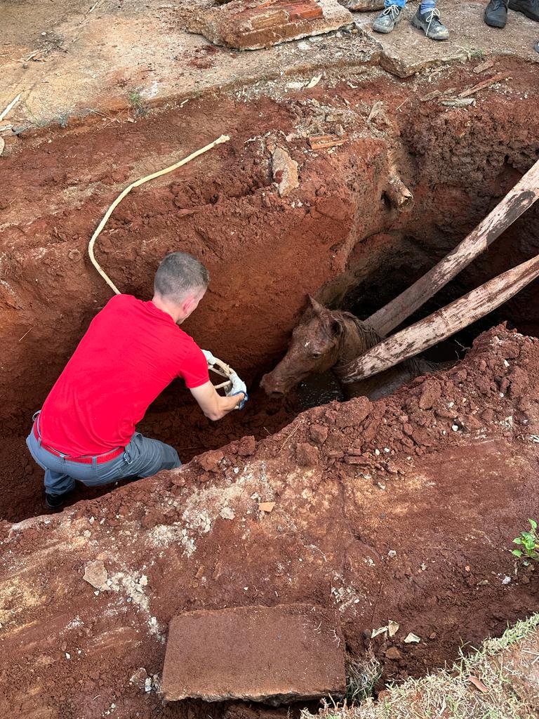 Cavalo cai em fossa e é resgatado após força-tarefa; veja o momento
