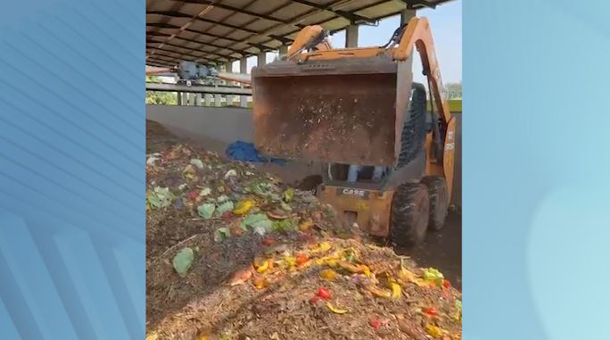 Dia da árvore: descarte correto de papel pode diminuir o corte de árvores