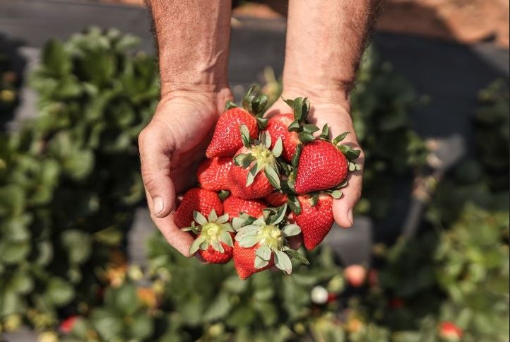 Dica saborosa! Festa de flores e morangos de Atibaia atrai visitantes no feriado