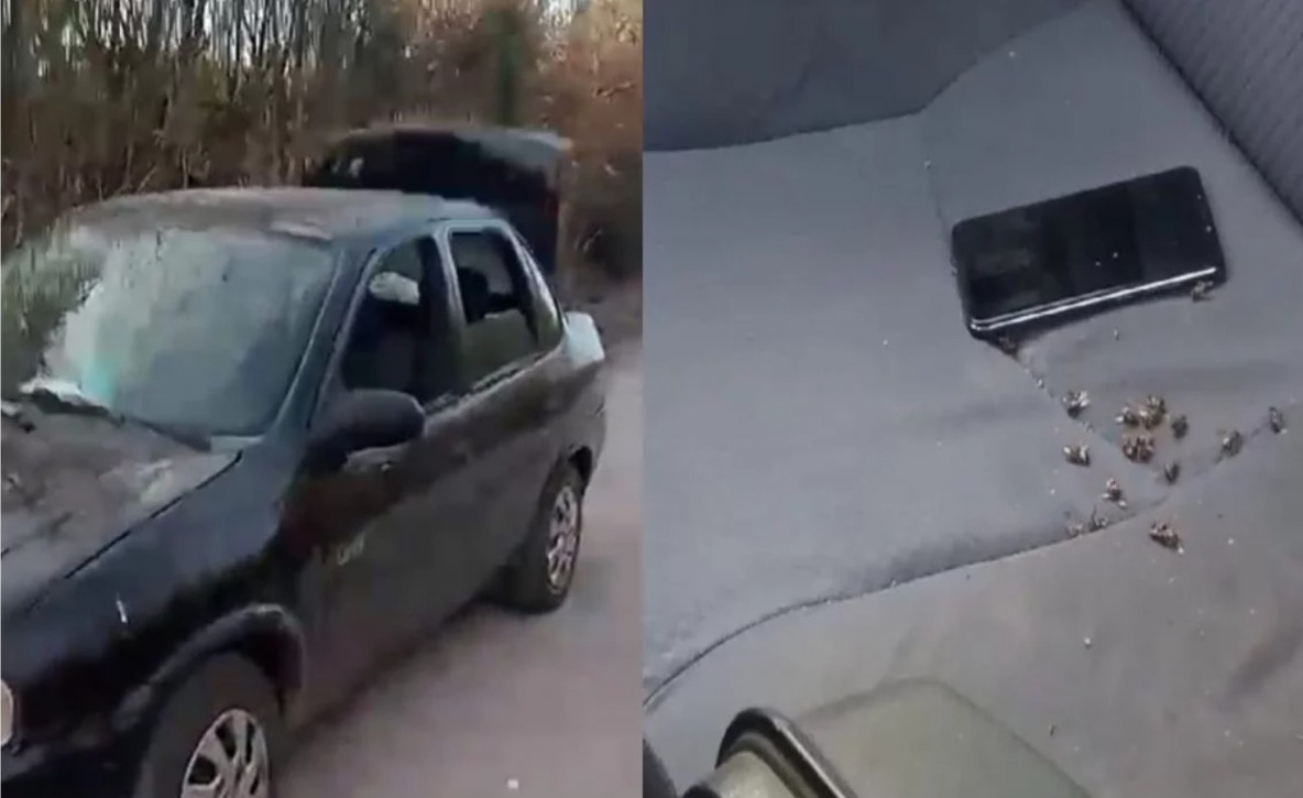 Família é atacada por enxame de Abelhas em Piracicaba