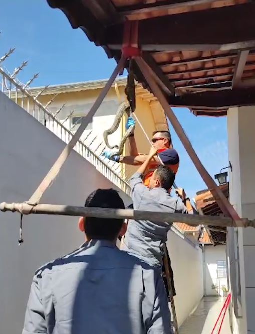 Olha a cobra! Jiboia assusta moradores em Indaiatuba