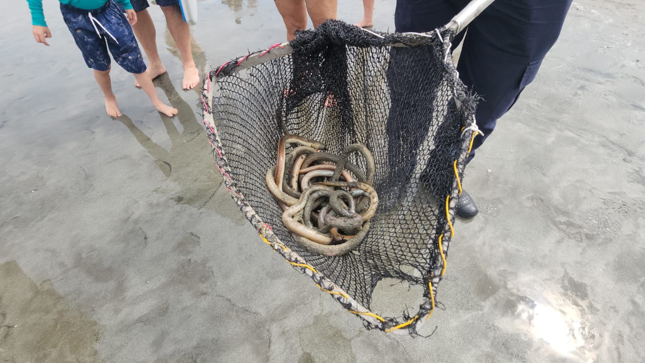 Mistério na areia: animais exóticos aparecem no Litoral