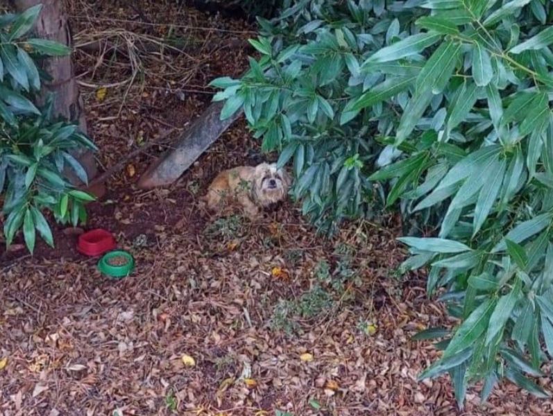 Cachorrada: Dona de cãozinho perdido acusa concessionária por sumiço do bichinho