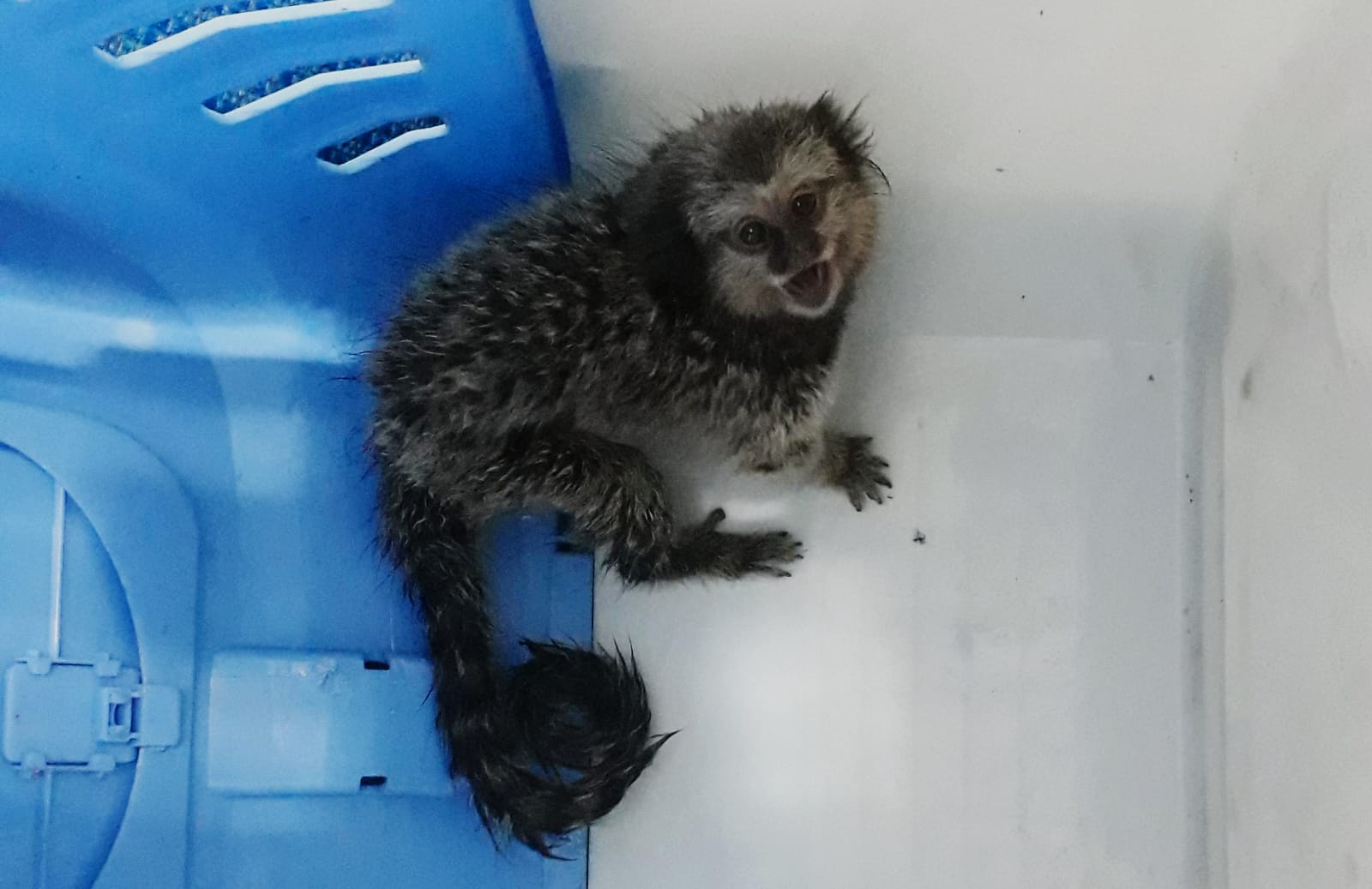 Salvo do comércio ilegal: Sagui é resgatado no Litoral Paulista