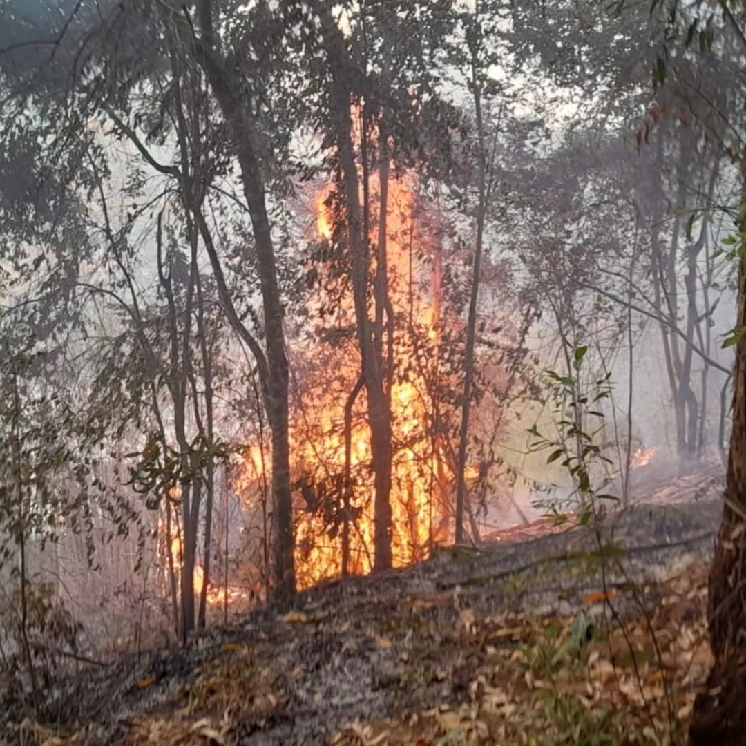 fogo vegetação taubaté
