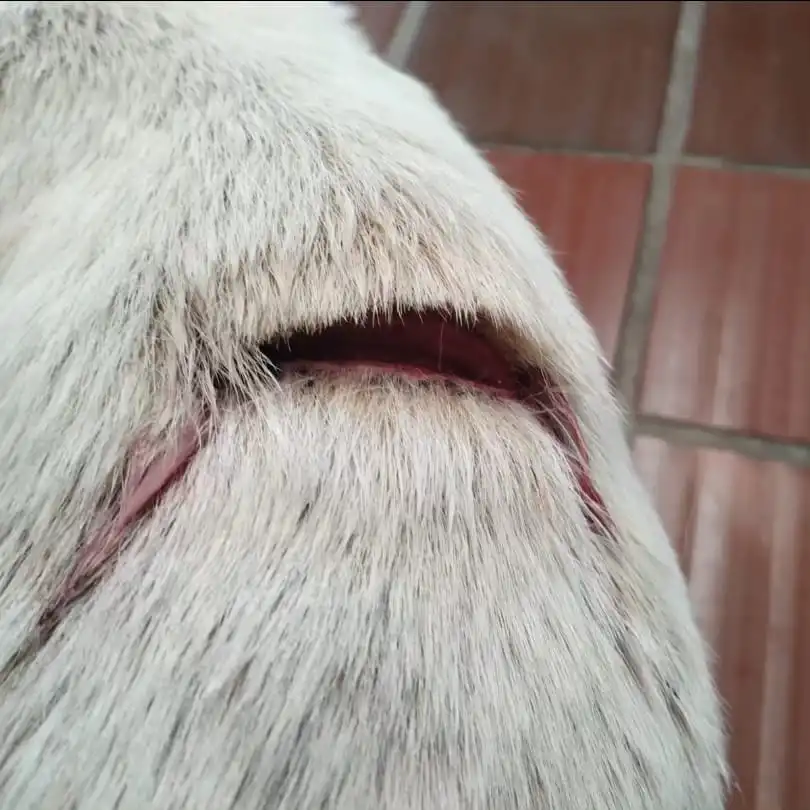 Crueldade: Cães esfaqueados no Litoral são resgatados por ONG