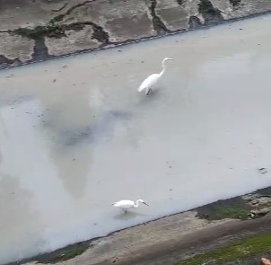Canal de avenida de Santos é tomado pela cor branca