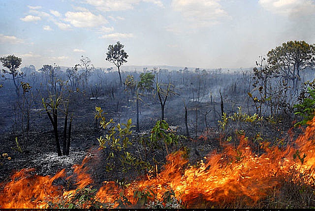 Desmatamento no cerrado é recorde em setembro , enquanto cai 59% na amazônia