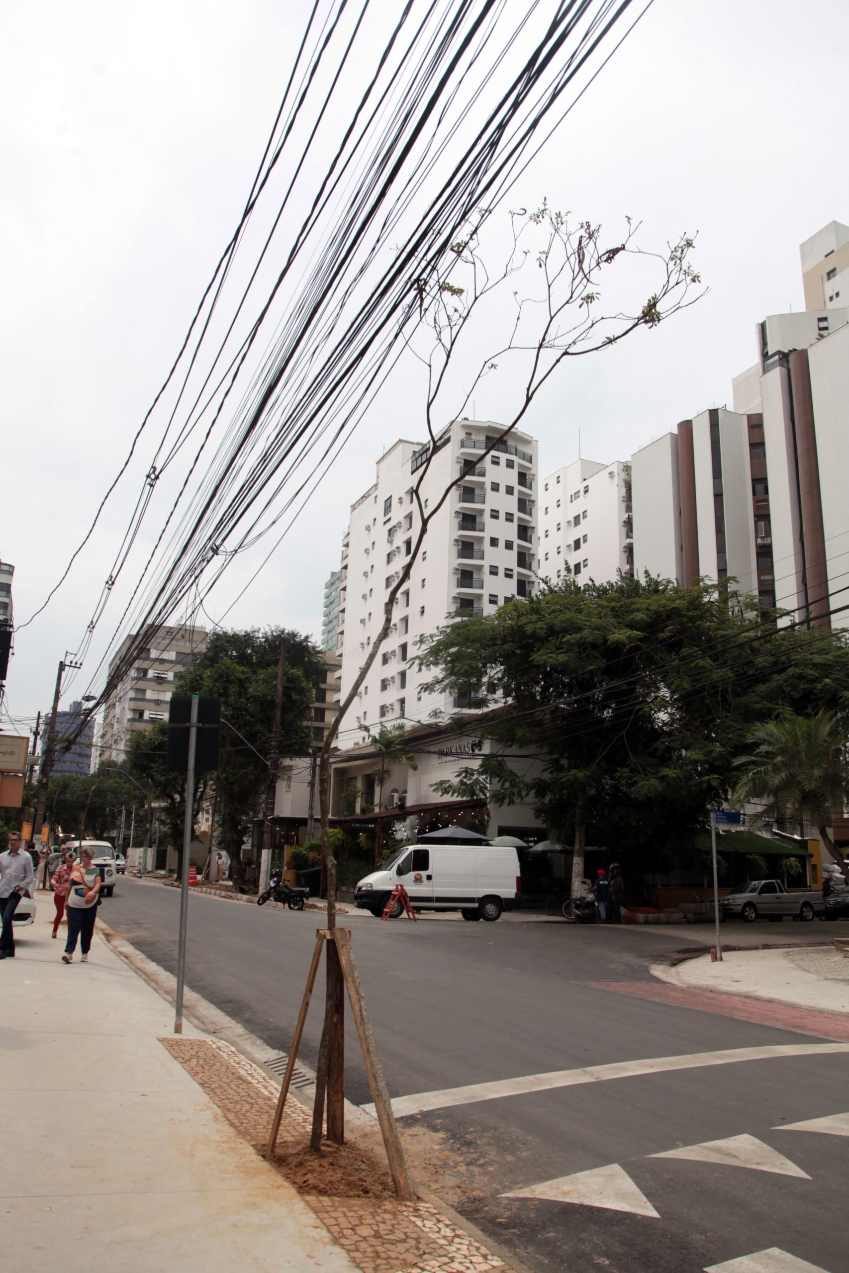 Ipês-amarelos darão um colorido especial para rua de Santos