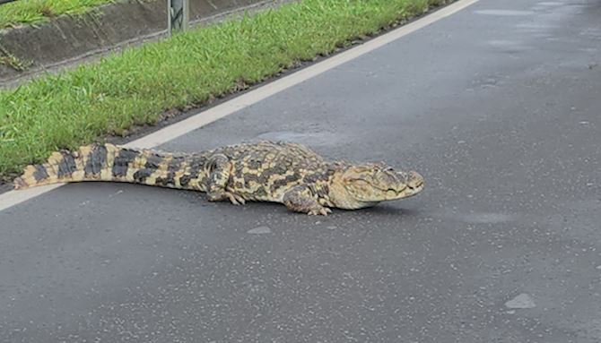 Jacaré é flagrado em rodovia de Águas de São Pedro