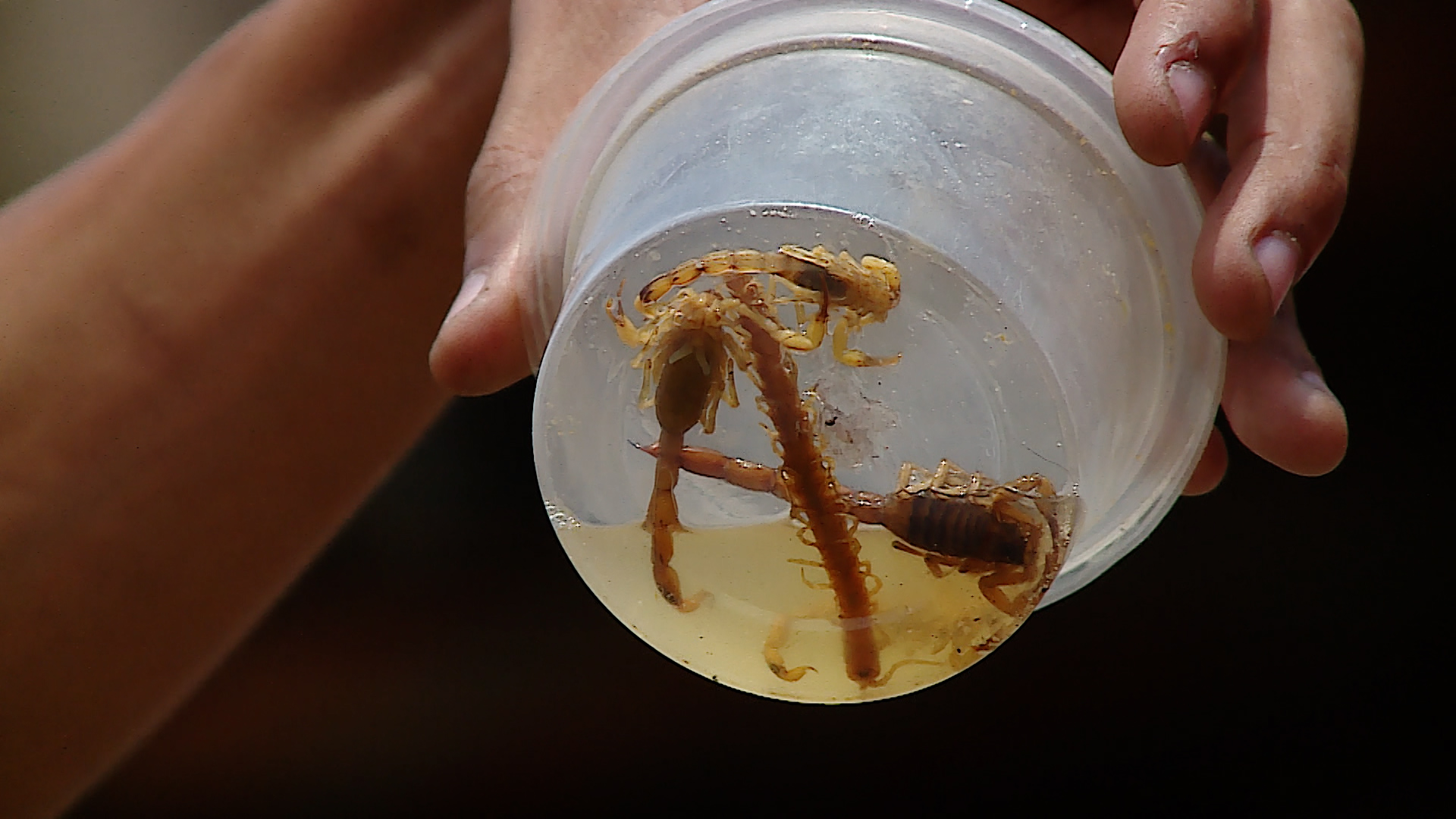 Moradores reclamam de infestação de escorpião em Sumaré