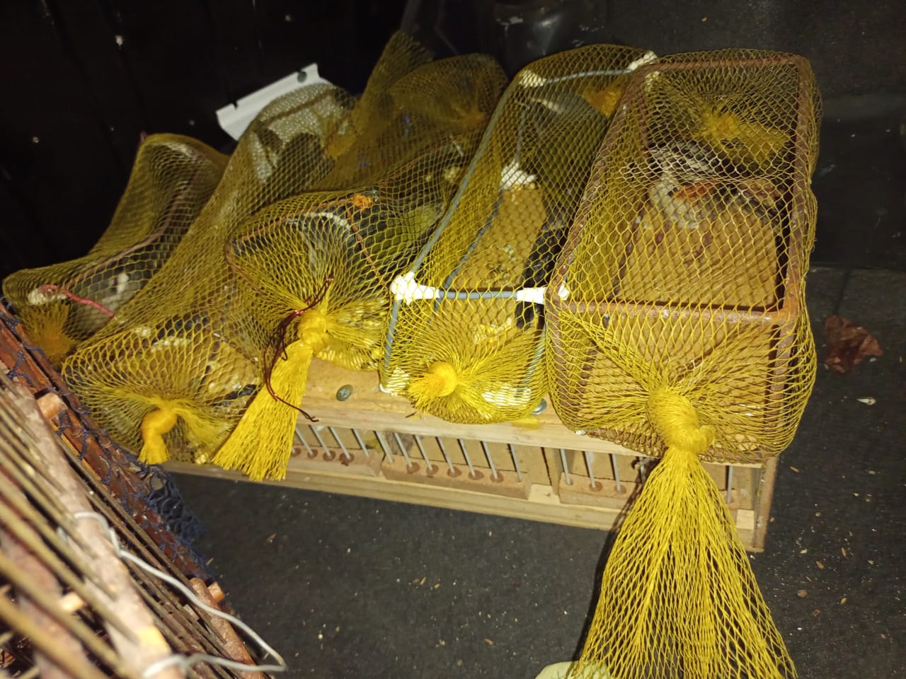 Homens são presos transportando aves silvestres em Jaguariúna