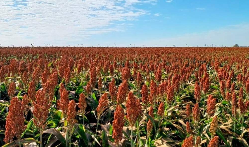 Birigui se consolida como o maior produtor de sorgo em São Paulo