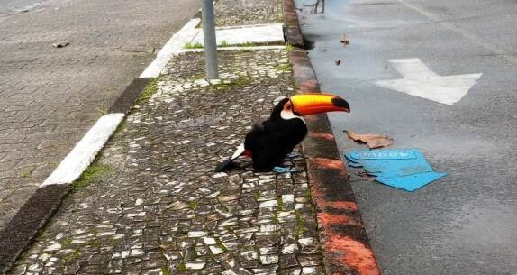 TUCANO FERIDO É RESGATADO EM CARAGUATATUBA