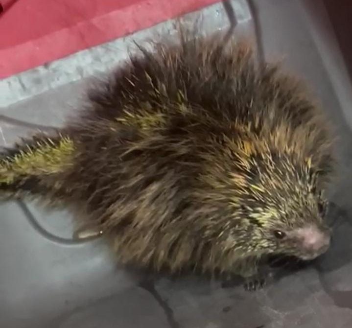 Porco-espinho é encontrado dentro de comércio no Litoral