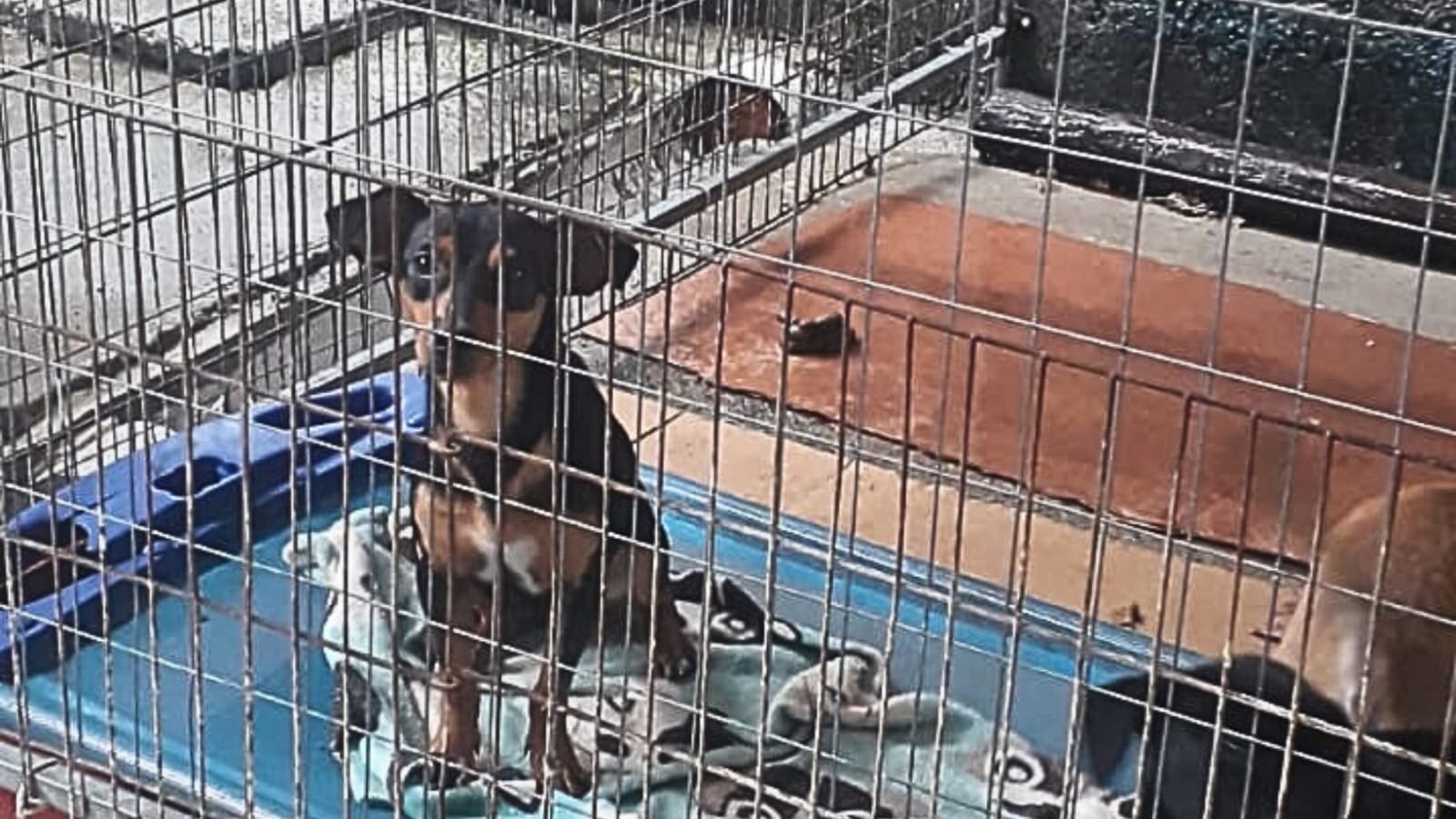 Cadela abandonada em via pública de Bertioga será adotada