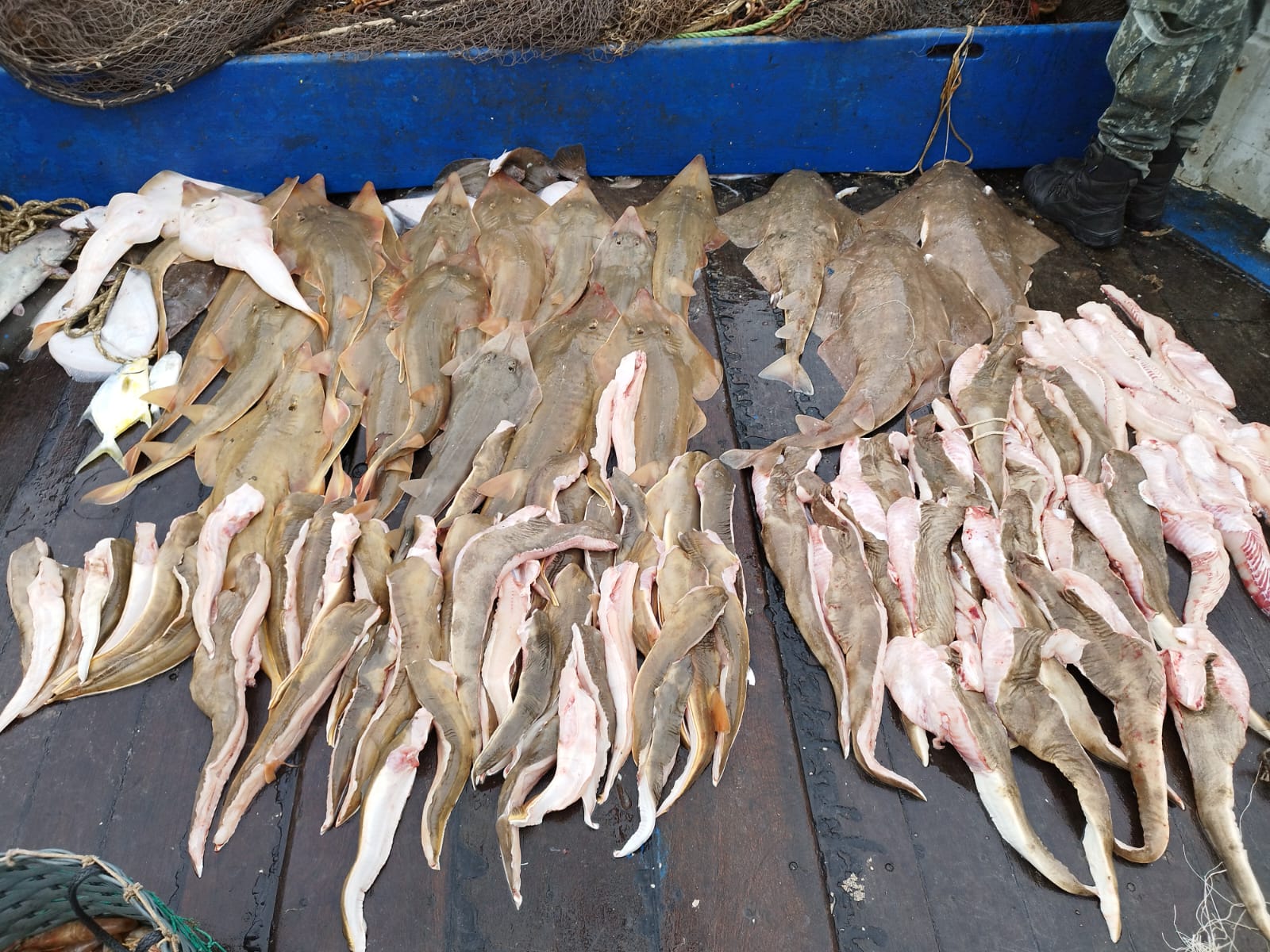 Tubarões e raias ameaçadas de extinção são apreendidas dentro de barco pesqueiro em Santos