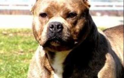 Policial dispara contra Pitbull durante ocorrência