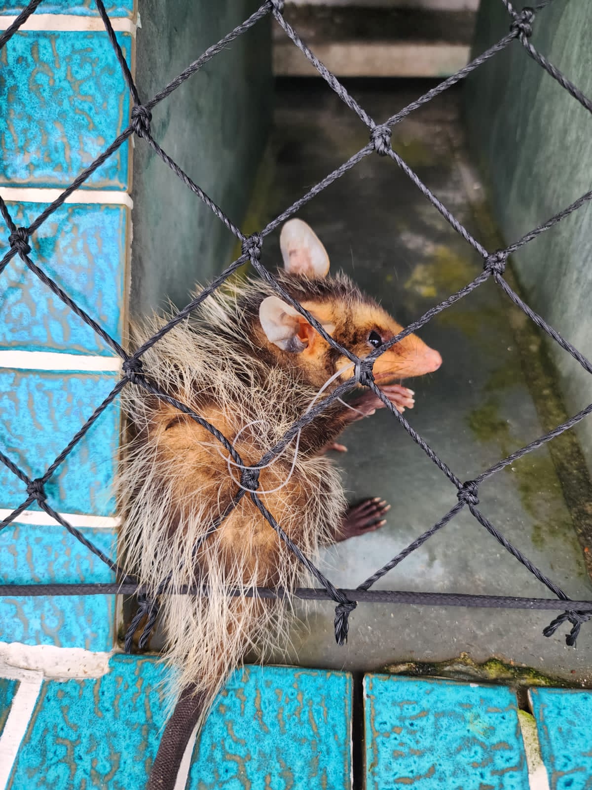 Saruê é encontrado dentro de apartamento no Guarujá