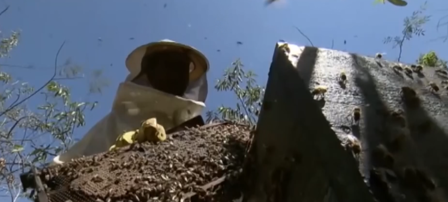 Preocupação com período de migração das abelhas aumenta ataques na região