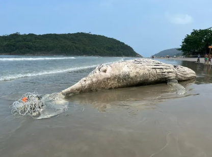 Baleia jubarte encalha em praia de Guarujá