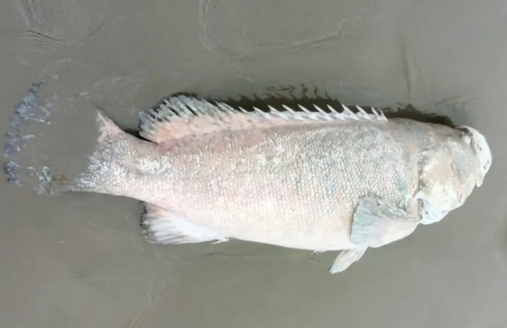 Não é história de pescador! Peixe ‘gigante dos mares’ é achado na orla de Santos