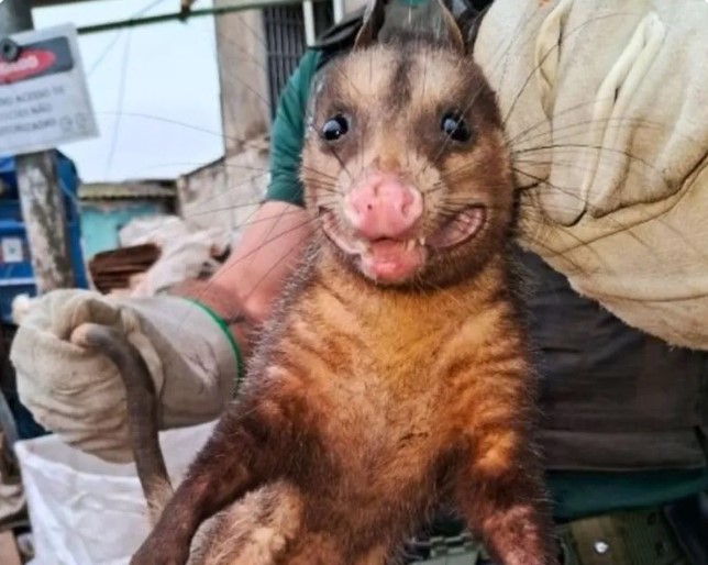 Sorria: Saruê é resgatado de empresa do Litoral e faz “pose”