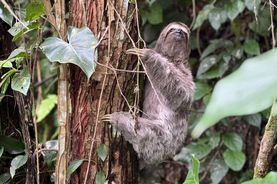 Bicho-preguiça é resgatado dentro de residência em São Vicente