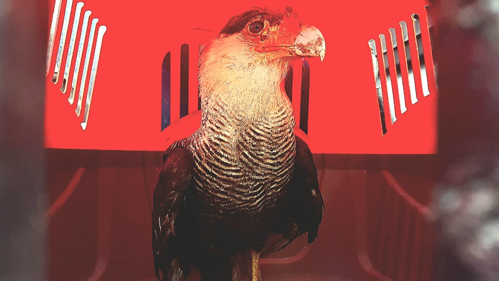 Animais silvestres são resgatados dentro de área urbana de Bertioga