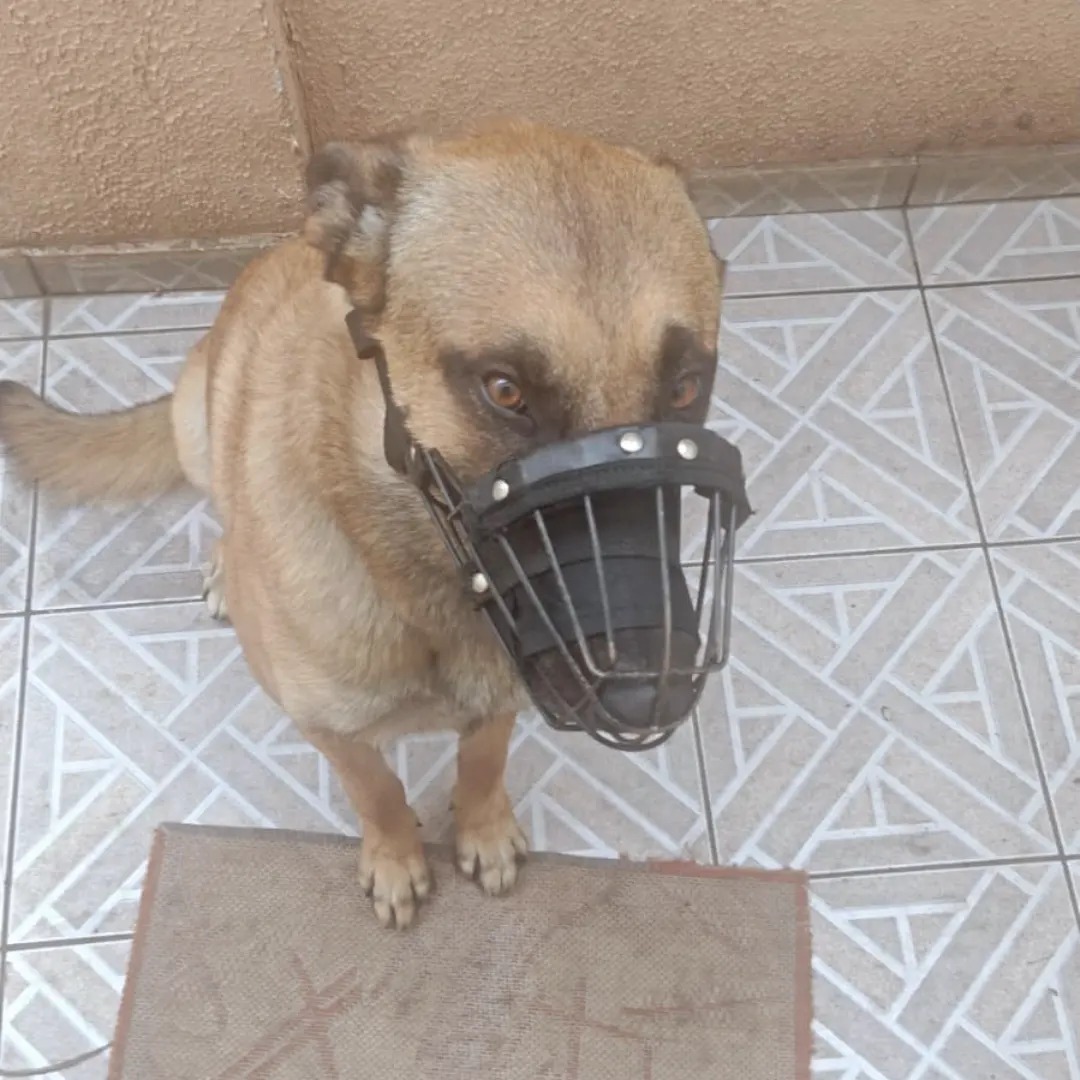 Mulher é atacada por cachorro de vizinho e fica hospitalizada em São José