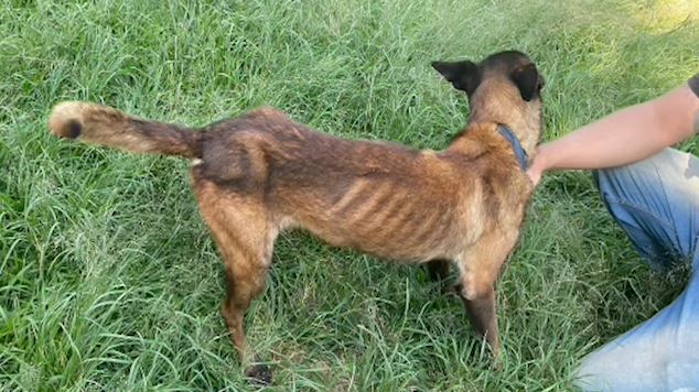 Adestrador de cães é preso por maus tratos a animais em Campinas