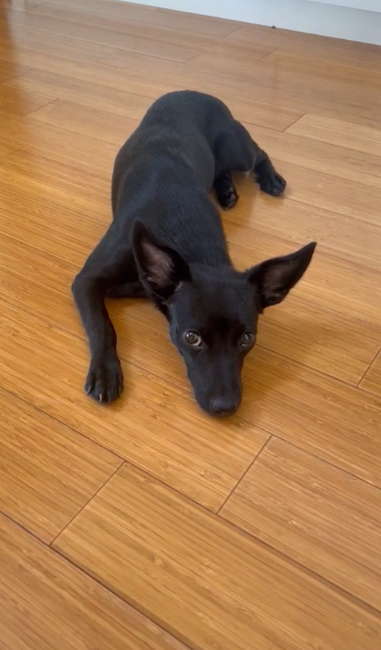 Família gasta R$ 20 mil para encontrar a “Morceguinha”