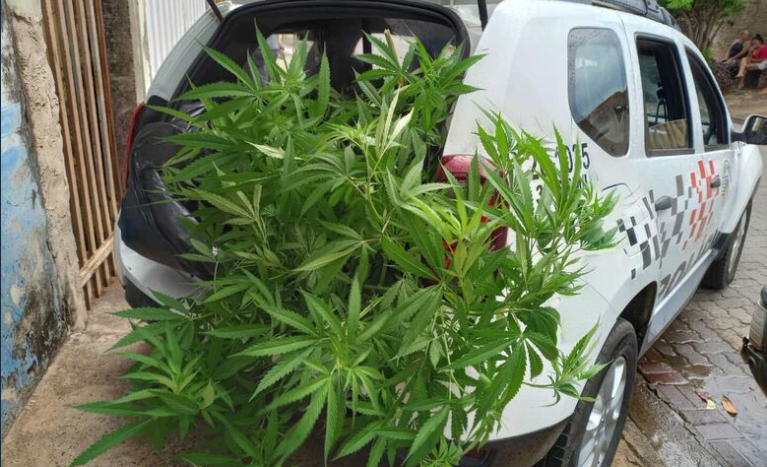 Durante busca por moto furtada, PM encontra plantação de maconha