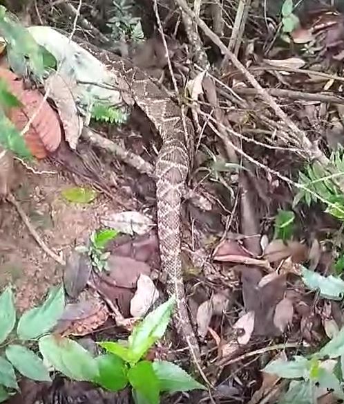 Cascavel é encontrada dentro de residência em Várzea Paulista