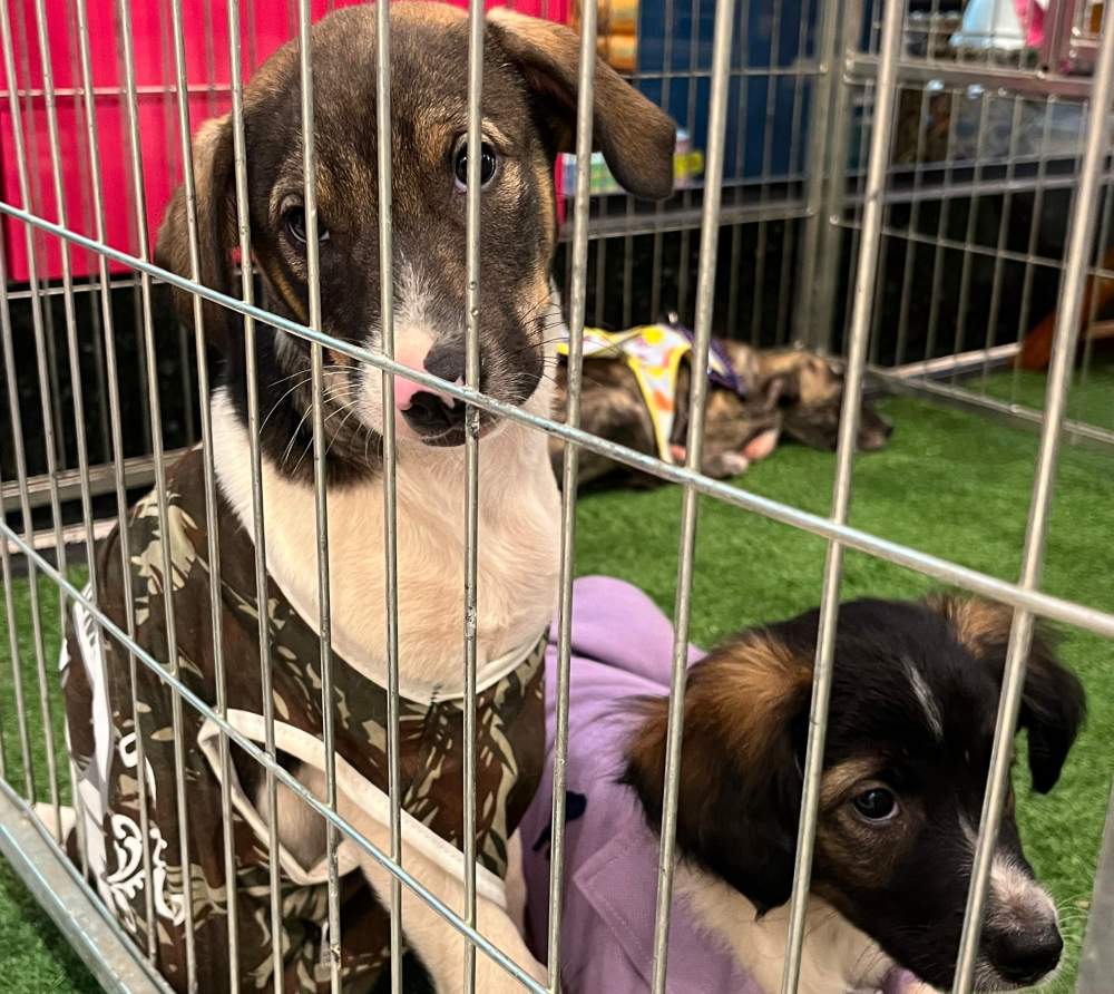 Shopping Praça Nova promove feira de adoção pet em Araçatuba