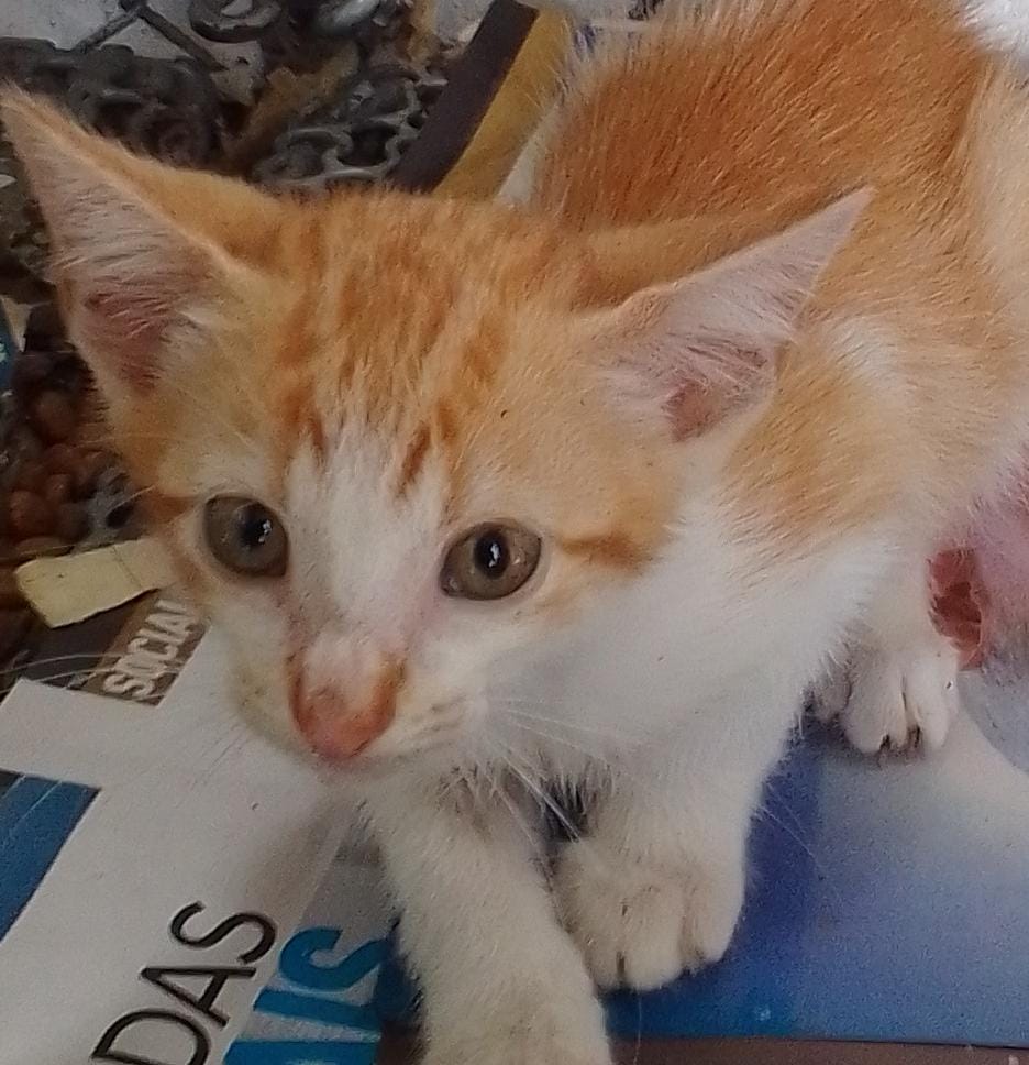 Taubaté realiza feira de adoção de animais do CCZ