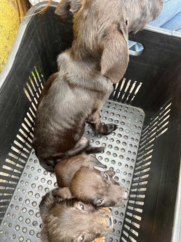 Casal é preso em Itanhaém por abandonar crianças e animais