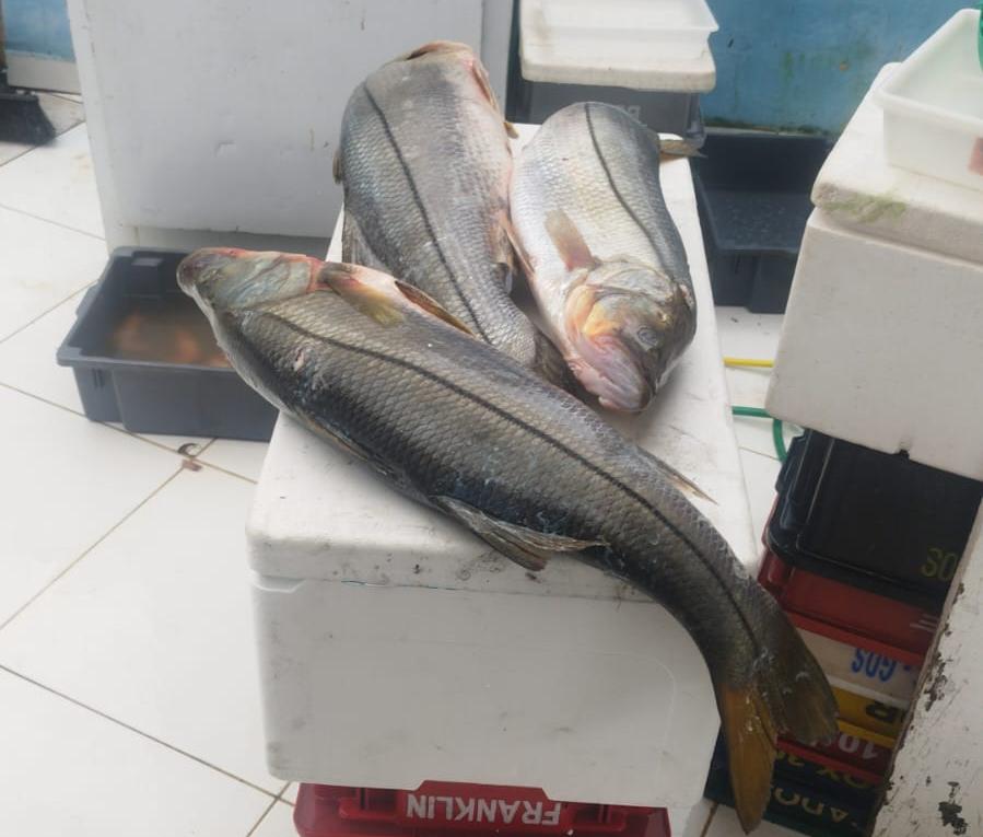 Robalos contrabandeados em Ilhabela Homem é autuado vendendo robalos sem autorização em Ilhabela