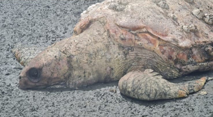 Tartaruga-cabeçuda é encontrada morta na praia do Aruan, em Caraguatatuba