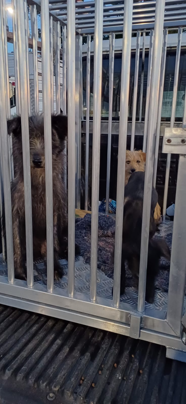 Cães em situação de maus-tratos são resgatados em Pinda