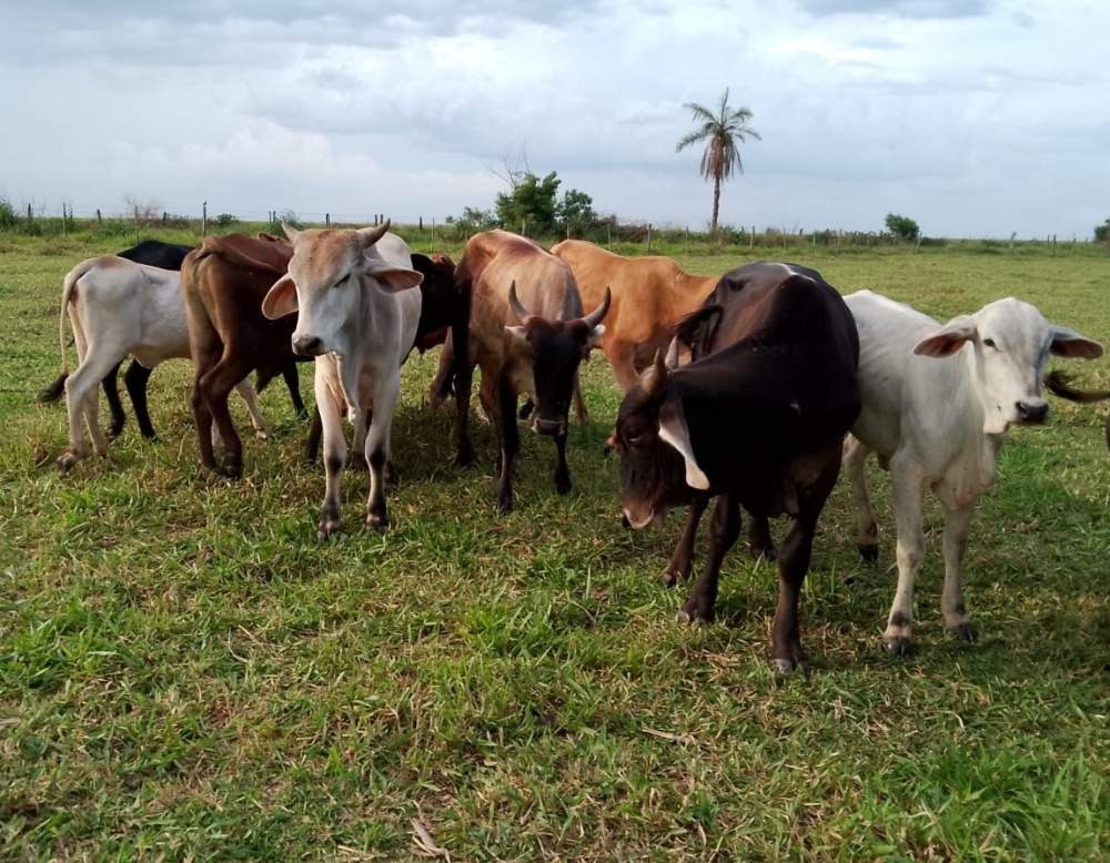 Polícia Civil prende suspeito por furto de gado em Araçatuba