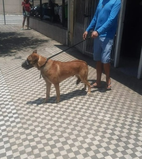 pastor belga alemão é apreendido em sjc pastor belga alemão é apreendido em sjc